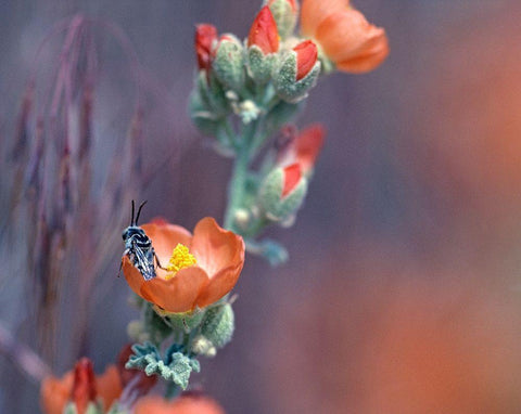 Desert Globemallow II White Modern Wood Framed Art Print with Double Matting by Fitzharris, Tim