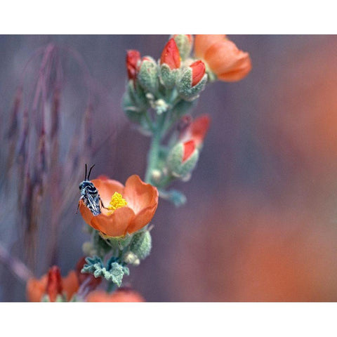 Desert Globemallow II White Modern Wood Framed Art Print by Fitzharris, Tim