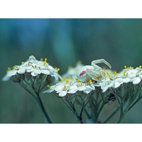 Red Spotted Crab Spider on Queen Annes Lace Gold Ornate Wood Framed Art Print with Double Matting by Fitzharris, Tim