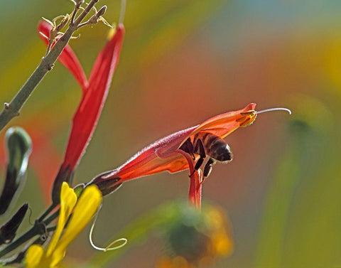 Honey Bee in Chuparosa White Modern Wood Framed Art Print with Double Matting by Fitzharris, Tim