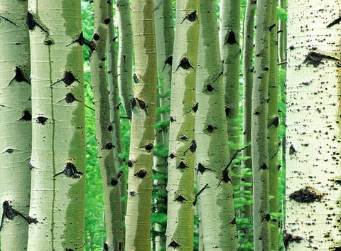 Aspen Trunks White Modern Wood Framed Art Print with Double Matting by Fitzharris, Tim