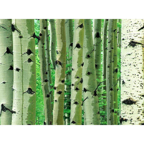 Aspen Trunks Black Modern Wood Framed Art Print with Double Matting by Fitzharris, Tim