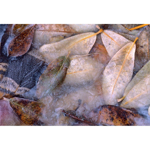 Frozen Willow Leaves and Grouse Feather White Modern Wood Framed Art Print by Fitzharris, Tim