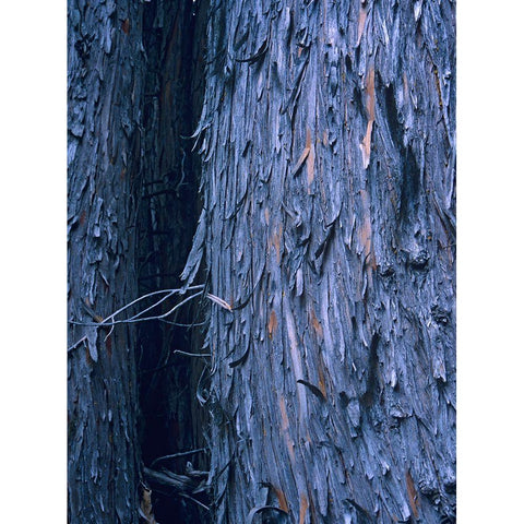 Yellow Cedar Trunks Black Modern Wood Framed Art Print with Double Matting by Fitzharris, Tim