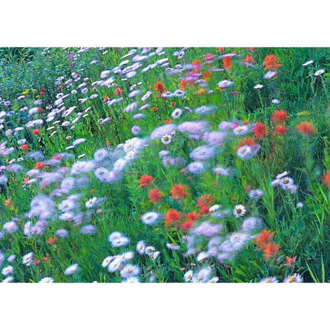 Alpine Wildflowers Black Modern Wood Framed Art Print with Double Matting by Fitzharris, Tim