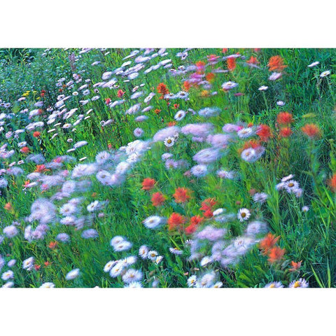 Alpine Wildflowers Gold Ornate Wood Framed Art Print with Double Matting by Fitzharris, Tim