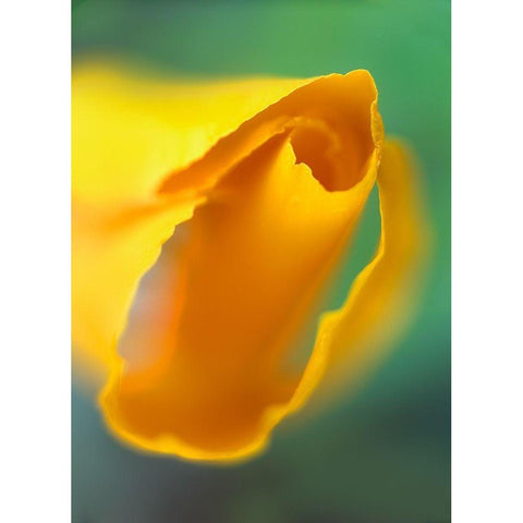 California Poppy Gold Ornate Wood Framed Art Print with Double Matting by Fitzharris, Tim