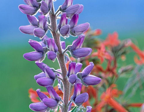 Lupine with Scarlet Gilia White Modern Wood Framed Art Print with Double Matting by Fitzharris, Tim