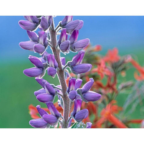 Lupine with Scarlet Gilia White Modern Wood Framed Art Print by Fitzharris, Tim