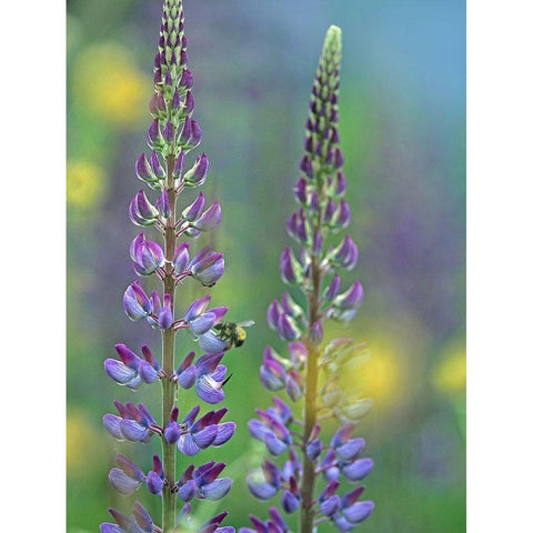 Tall Lupines I White Modern Wood Framed Art Print by Fitzharris, Tim