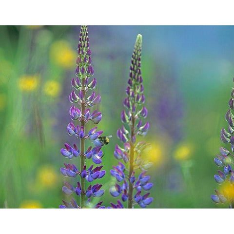 Tall Lupines II Black Modern Wood Framed Art Print with Double Matting by Fitzharris, Tim