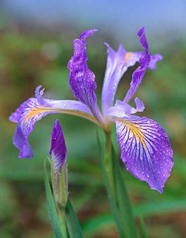 Douglas Iris Black Ornate Wood Framed Art Print with Double Matting by Fitzharris, Tim