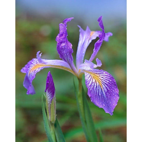 Douglas Iris Gold Ornate Wood Framed Art Print with Double Matting by Fitzharris, Tim