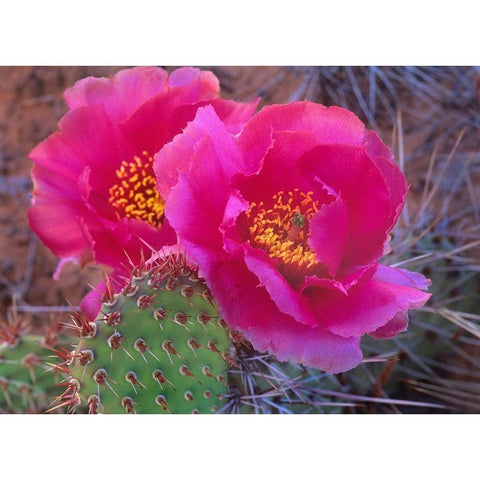 Grizzly Bear Cactus Gold Ornate Wood Framed Art Print with Double Matting by Fitzharris, Tim