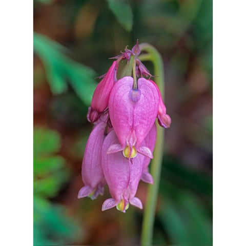 Bleeding Hearts White Modern Wood Framed Art Print by Fitzharris, Tim