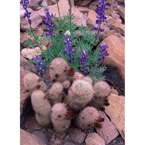 Brown Flowered Cactus and Lupines White Modern Wood Framed Art Print by Fitzharris, Tim