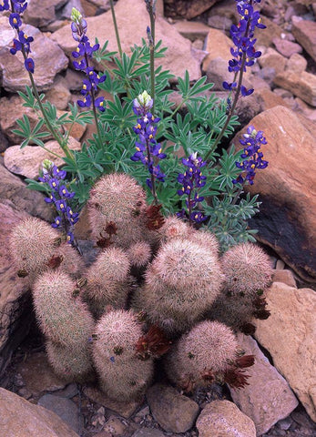 Brown Flowered Cactus and Lupines Black Ornate Wood Framed Art Print with Double Matting by Fitzharris, Tim