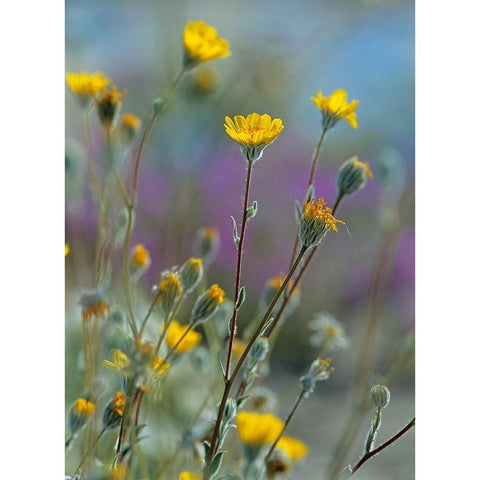 Desert Sunflowers Gold Ornate Wood Framed Art Print with Double Matting by Fitzharris, Tim