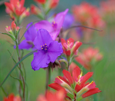 Prarie Spiderwort and Indian paintbrushes White Modern Wood Framed Art Print with Double Matting by Fitzharris, Tim