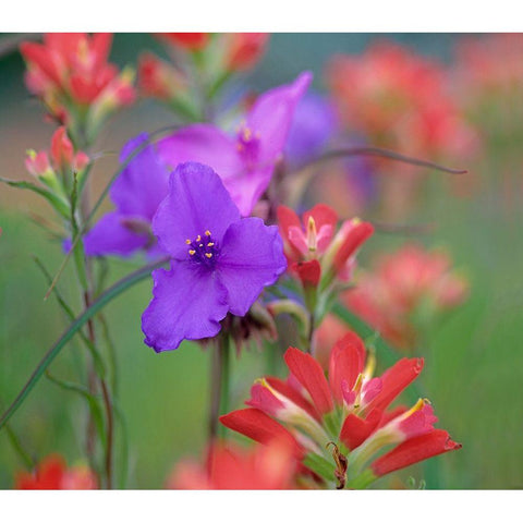Prarie Spiderwort and Indian paintbrushes Black Modern Wood Framed Art Print by Fitzharris, Tim