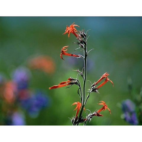 Scarlet Trumpets Black Modern Wood Framed Art Print by Fitzharris, Tim