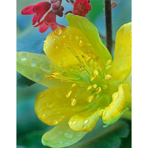 Yellow Columbine and Coral Bells Gold Ornate Wood Framed Art Print with Double Matting by Fitzharris, Tim