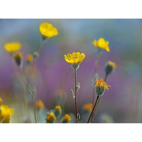 Desert Sunflowers Black Modern Wood Framed Art Print with Double Matting by Fitzharris, Tim