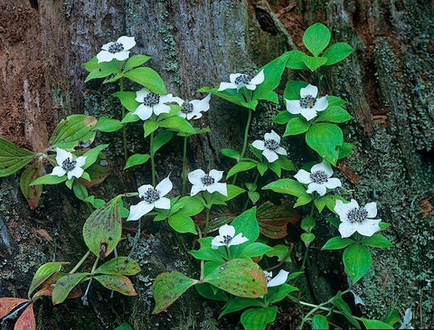 Bunchberry Blooms White Modern Wood Framed Art Print with Double Matting by Fitzharris, Tim