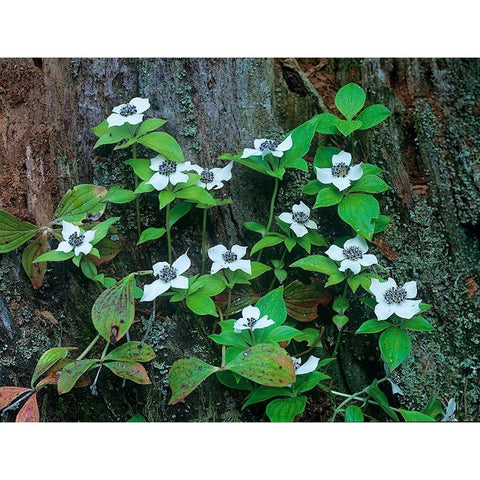 Bunchberry Blooms White Modern Wood Framed Art Print by Fitzharris, Tim