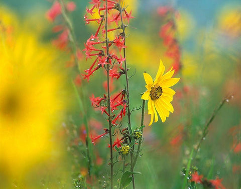 Sunflower and Scarlet Gilia White Modern Wood Framed Art Print with Double Matting by Fitzharris, Tim