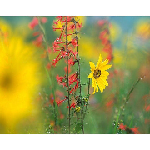 Sunflower and Scarlet Gilia Gold Ornate Wood Framed Art Print with Double Matting by Fitzharris, Tim