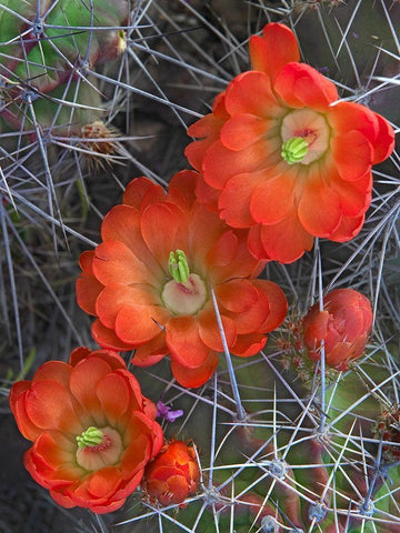 Claret Cup Cactus Black Ornate Wood Framed Art Print with Double Matting by Fitzharris, Tim