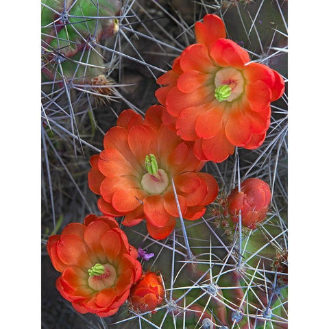 Claret Cup Cactus White Modern Wood Framed Art Print by Fitzharris, Tim