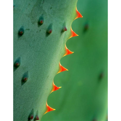 Cape Aloe Black Modern Wood Framed Art Print by Fitzharris, Tim