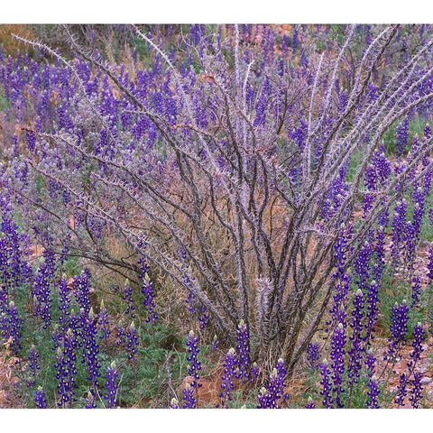 Bluebonnets and Ocotillo Black Modern Wood Framed Art Print with Double Matting by Fitzharris, Tim