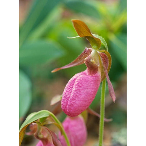 Pink Ladys Slipper Orchid Black Modern Wood Framed Art Print with Double Matting by Fitzharris, Tim