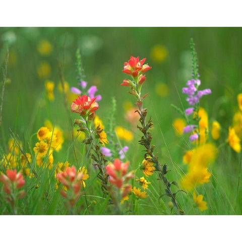 Indian Paintbrushes with Coreopsis and Hairy Beartoungue Penstemon Gold Ornate Wood Framed Art Print with Double Matting by Fitzharris, Tim