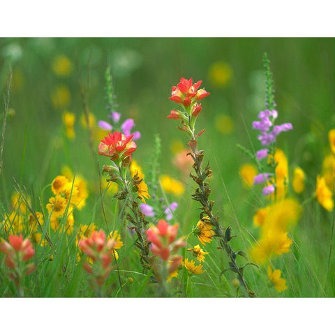 Indian Paintbrushes with Coreopsis and Hairy Beartoungue Penstemon Black Modern Wood Framed Art Print with Double Matting by Fitzharris, Tim