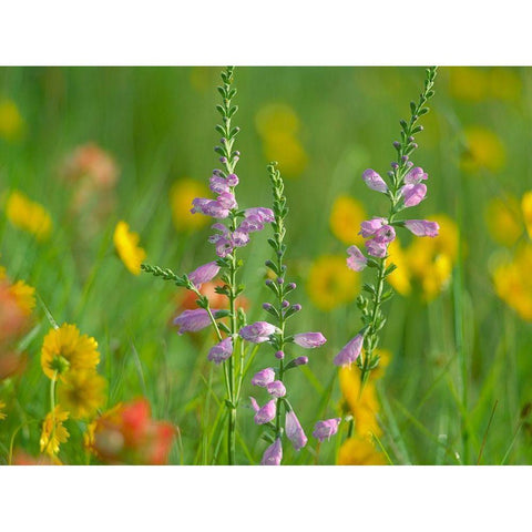 Hairy Beardtoungue Penstemon Gold Ornate Wood Framed Art Print with Double Matting by Fitzharris, Tim