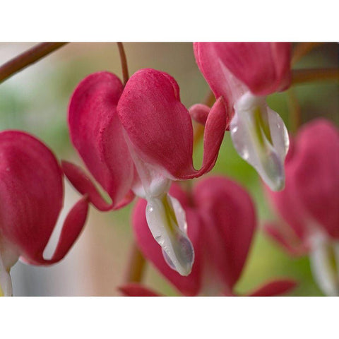 Bleeding Hearts I White Modern Wood Framed Art Print by Fitzharris, Tim