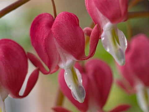 Bleeding Hearts I Black Ornate Wood Framed Art Print with Double Matting by Fitzharris, Tim