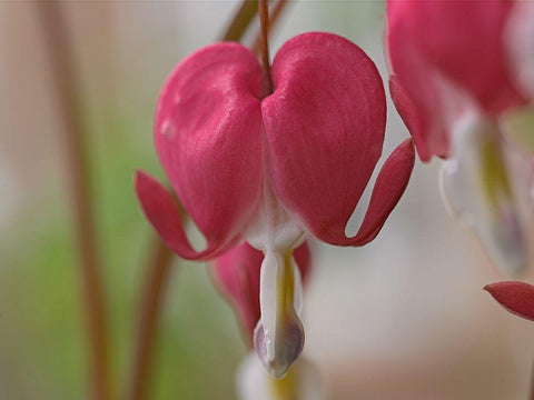 Bleeding Hearts III Black Ornate Wood Framed Art Print with Double Matting by Fitzharris, Tim