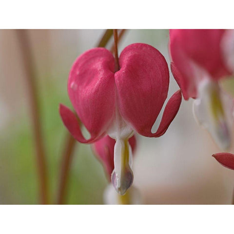 Bleeding Hearts III White Modern Wood Framed Art Print by Fitzharris, Tim