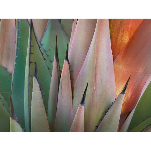 Havard Agave White Modern Wood Framed Art Print by Fitzharris, Tim