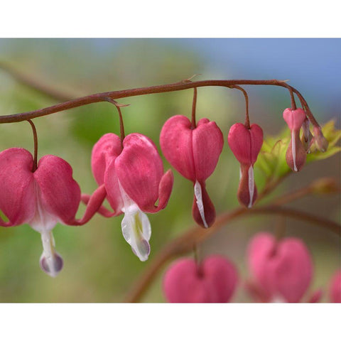 Bleeding Hearts IV White Modern Wood Framed Art Print by Fitzharris, Tim