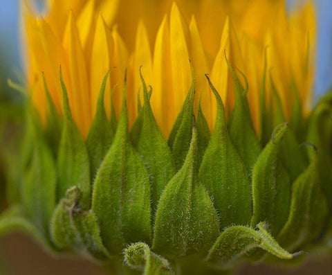 Sunflowers I White Modern Wood Framed Art Print with Double Matting by Fitzharris, Tim