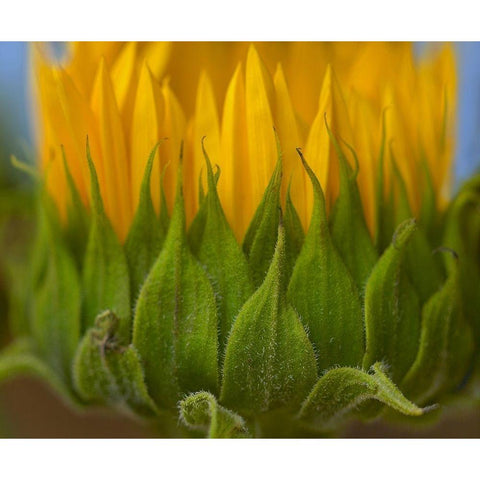 Sunflowers I Black Modern Wood Framed Art Print by Fitzharris, Tim