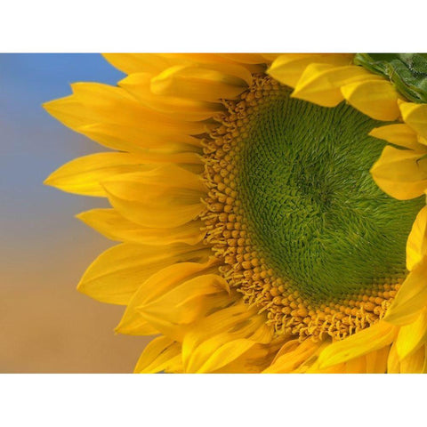 Sunflowers III Black Modern Wood Framed Art Print with Double Matting by Fitzharris, Tim