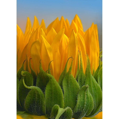 Sunflowers V White Modern Wood Framed Art Print by Fitzharris, Tim