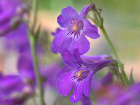 Sidebells Penstemon I Black Ornate Wood Framed Art Print with Double Matting by Fitzharris, Tim